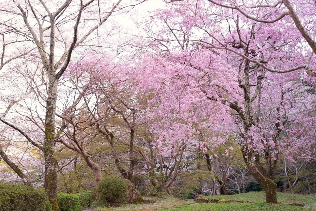 京都 勝持寺 花の寺