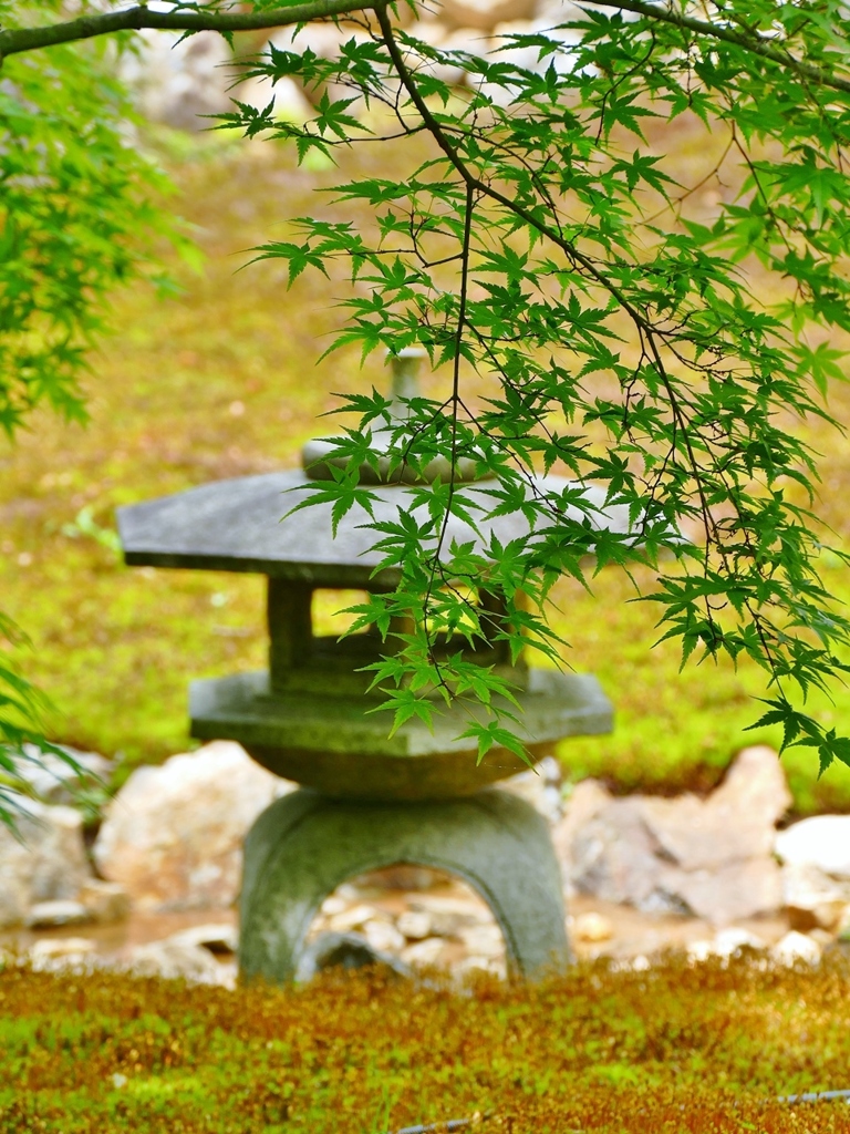 京都 新緑