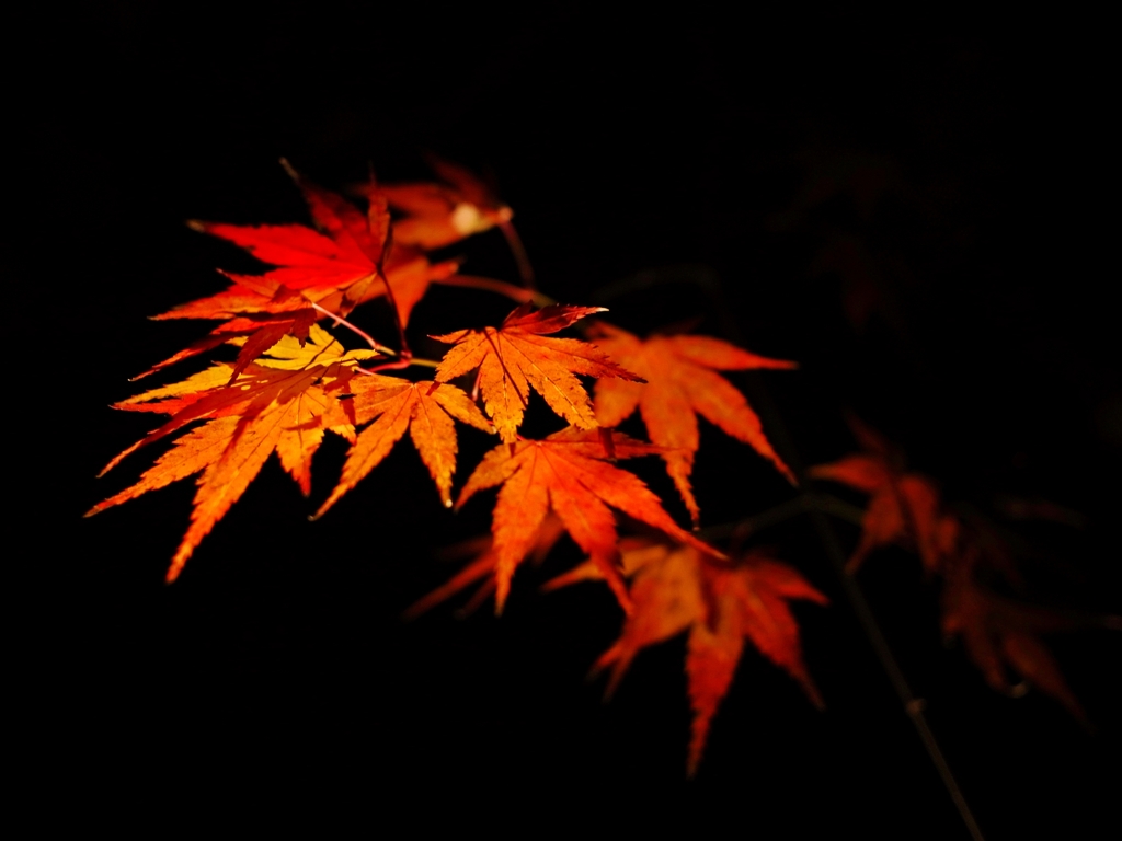 京都 もみじの情熱