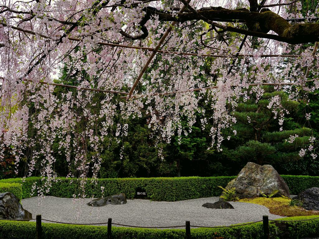 京都　枯山水とさくら