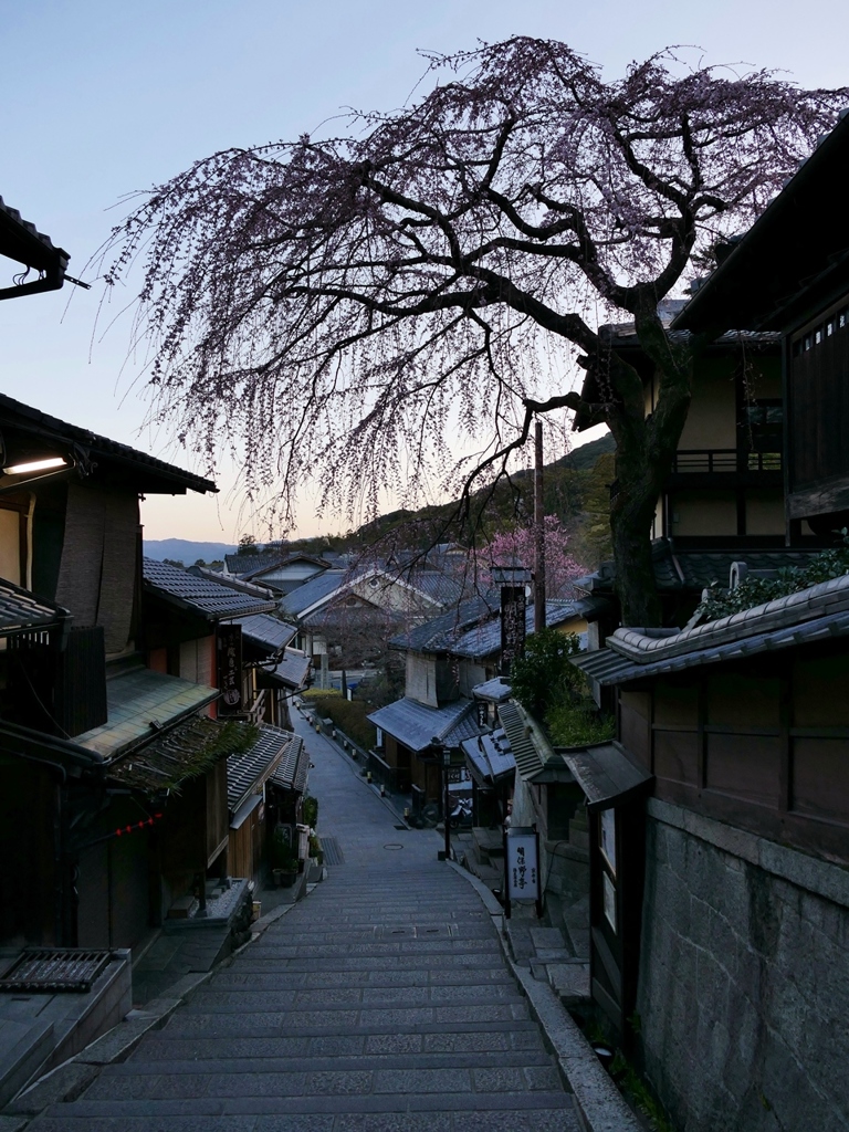 京都 産寧坂 早咲きの桜