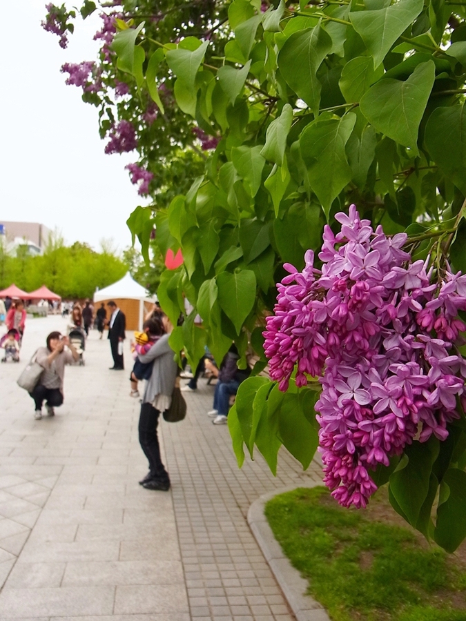 札幌 大通公園 ライラック