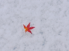 京都 雪中のもみじ