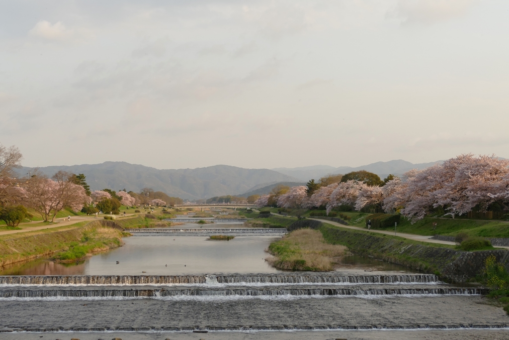 京都 賀茂川の春 II