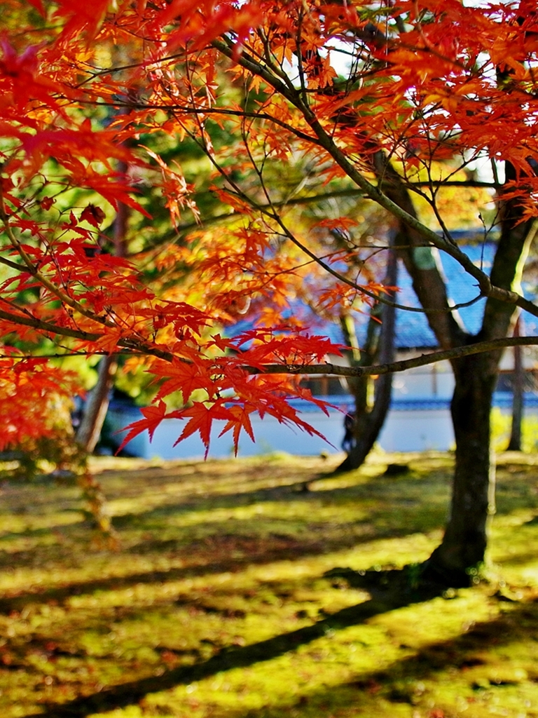 京都 南禅寺のお庭