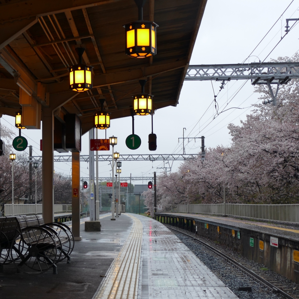 京都 嵐山 駅での桜景色