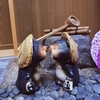 京都　福狸 バレンタインバージョン