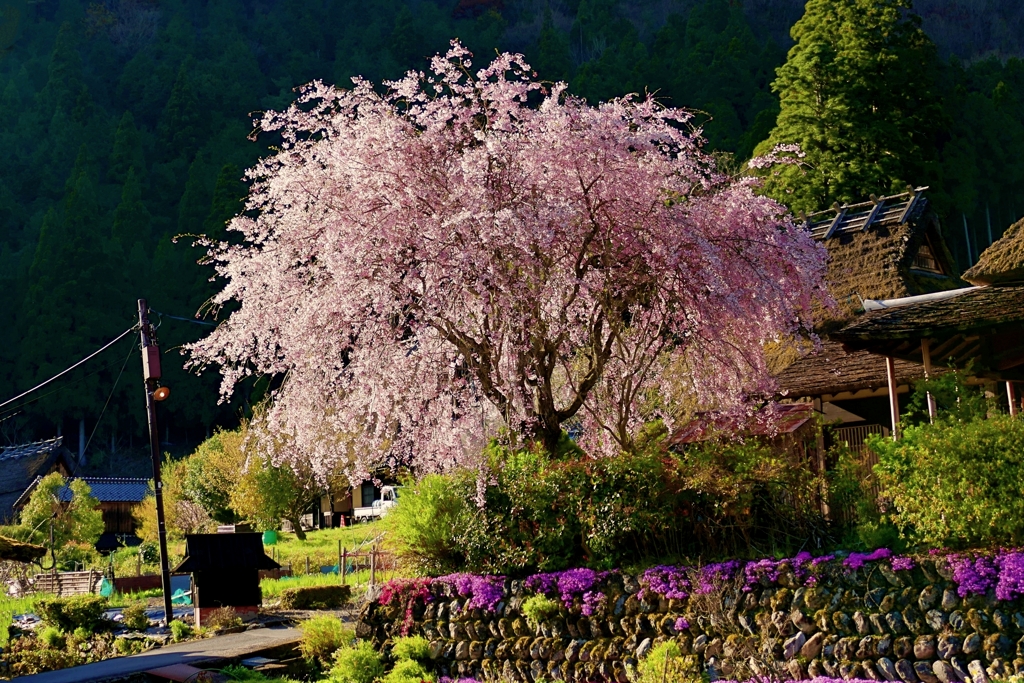京都 美山 里山の春