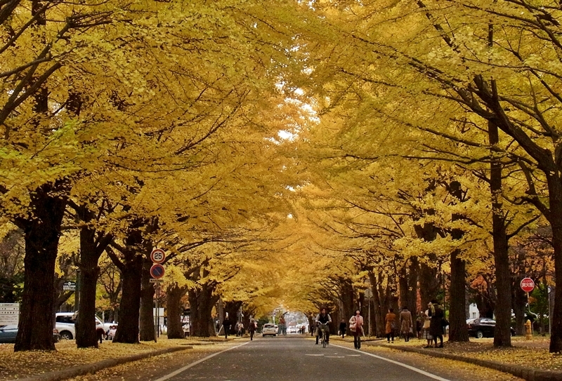 北大 秋風景
