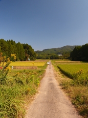 宮崎 秋の農道