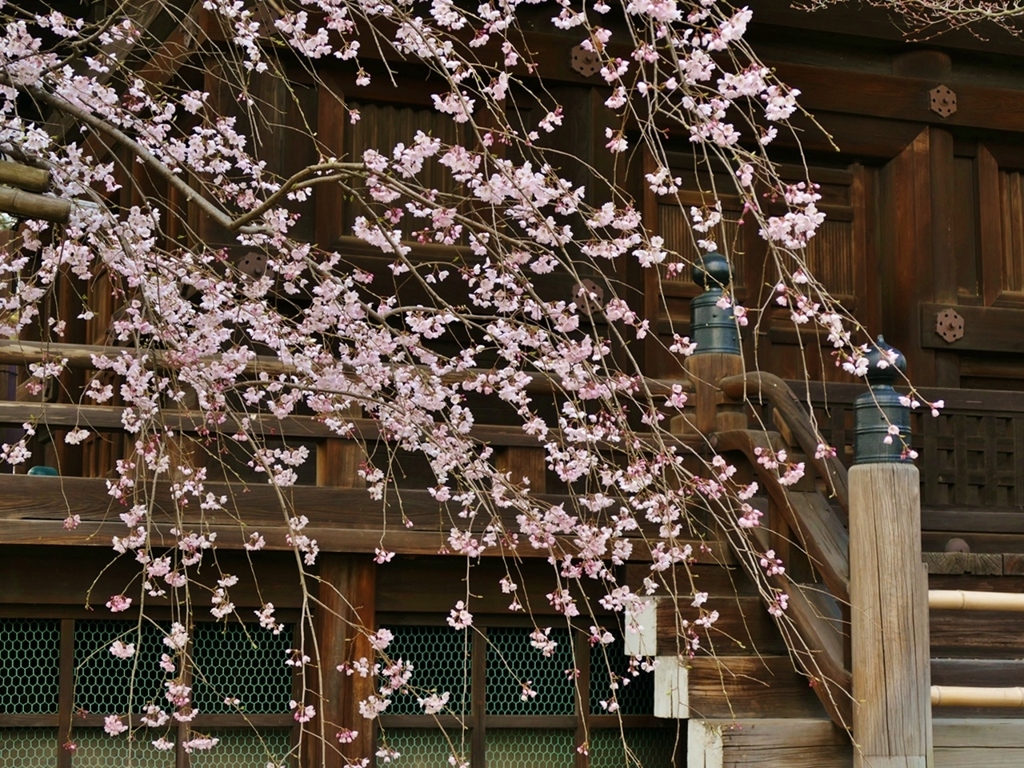 京都 真如堂 桜の舞い