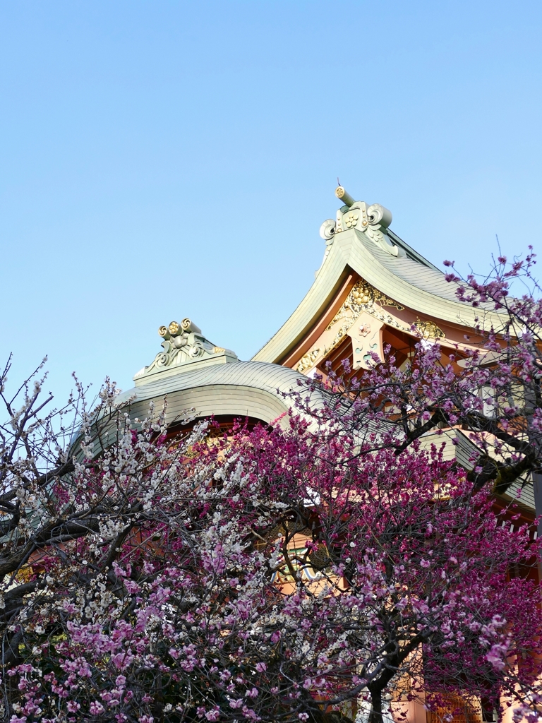 京都 北野天満宮 梅