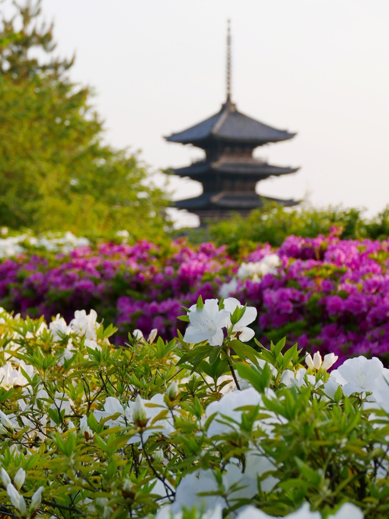 京都 東山 つつじ