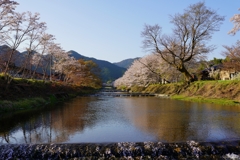 京都 大原 川辺の春
