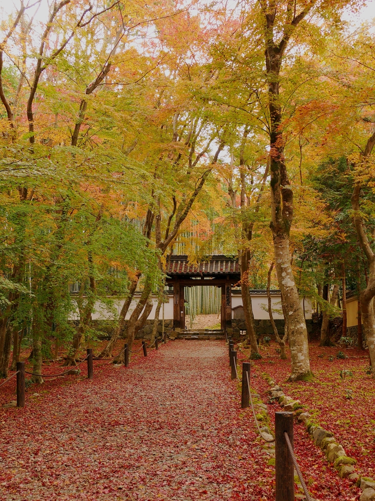 京都 地蔵院 錦秋