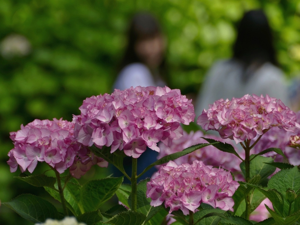 京都 三室戸寺 あじさいと乙女たち