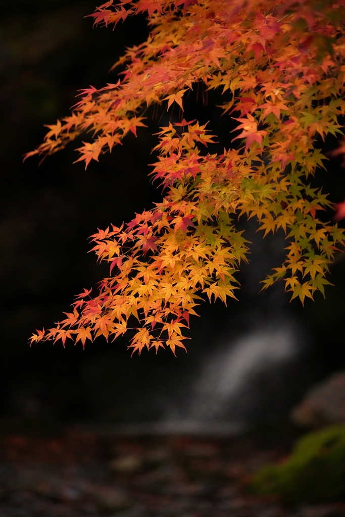 京都 晩秋の水景