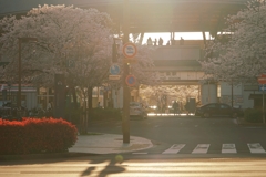 京都 春の街角
