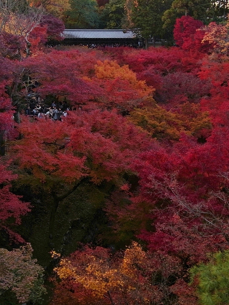 京都 東福寺 もみじの盛宴