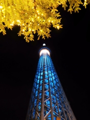 東京 夜の黄葉とスカイツリー