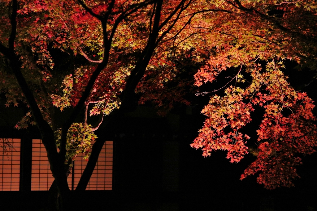 京都 楓のれん