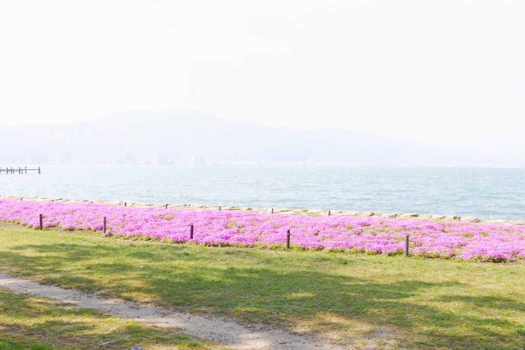 滋賀 大津 琵琶湖の春絨毯