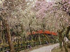 京都 北野天満宮 梅苑の春景色