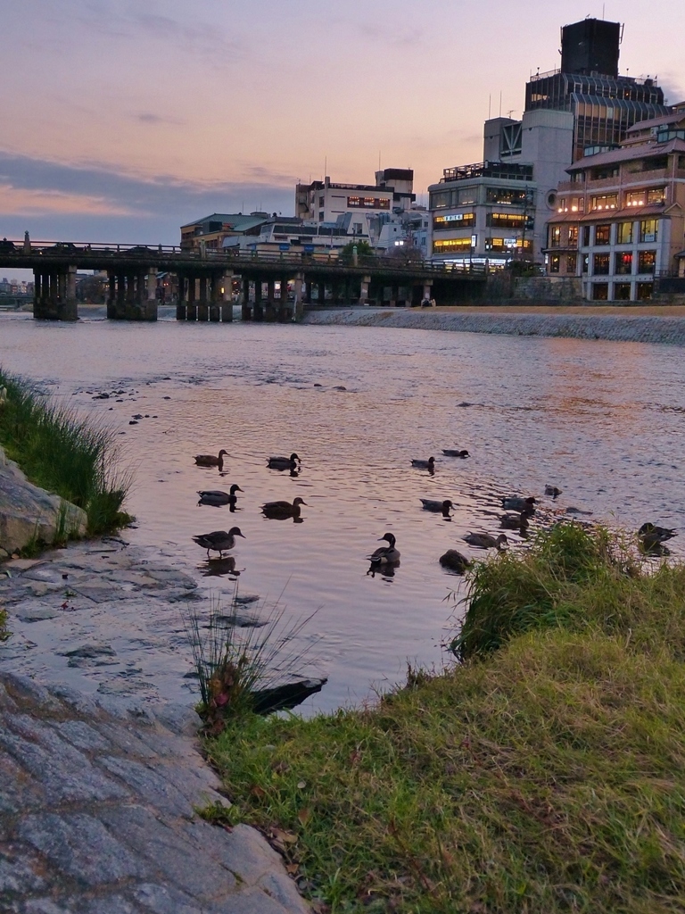 京都 カモ＆鴨川