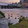 京都 カモ＆鴨川