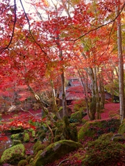 近江八幡 教林坊 もみじの庭園 II