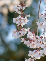 京都 醍醐寺 桜舞い