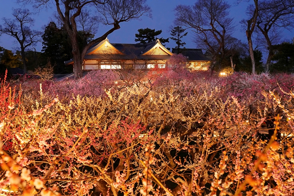 京都 北野天満宮 梅苑の爛漫