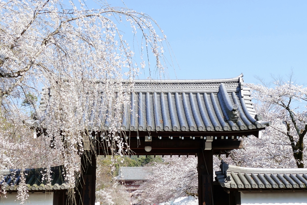 京都 醍醐寺さくら
