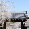 京都 醍醐寺さくら