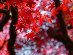京都 紅葉の光と影