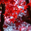 京都 紅葉の光と影