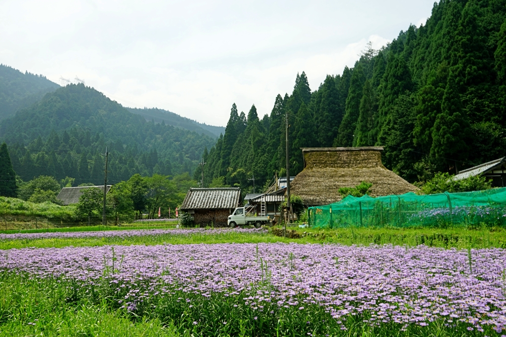 京都 久多 友禅菊の夏