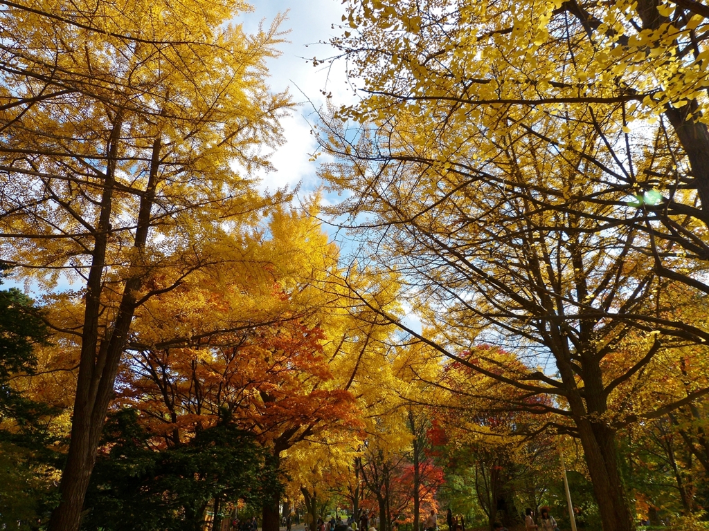 札幌 秋艶