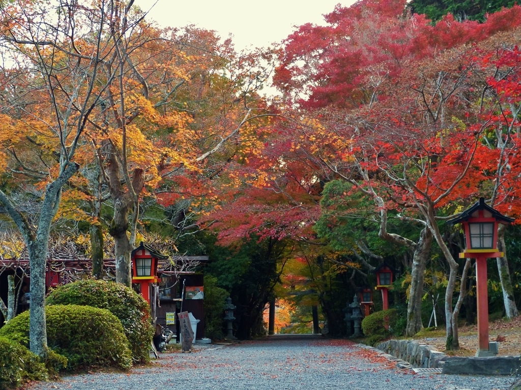京都 大原野神社 秋の参道