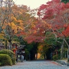 京都 大原野神社 秋の参道
