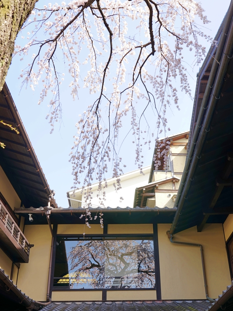 京都 産寧坂 桜満開