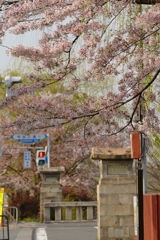 京都 賀茂川の春