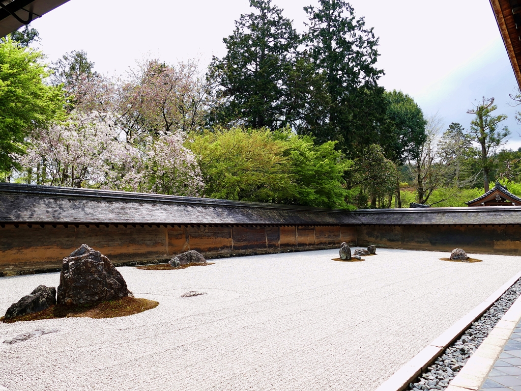 京都 龍安寺 桜と石庭