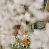 京都　桜に包み込まれた地蔵様