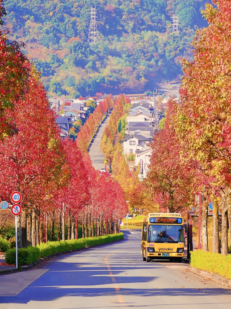 京都 桂坂の秋色