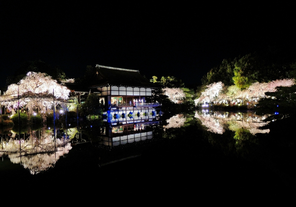 京都 平安神宮 さくらの宴会