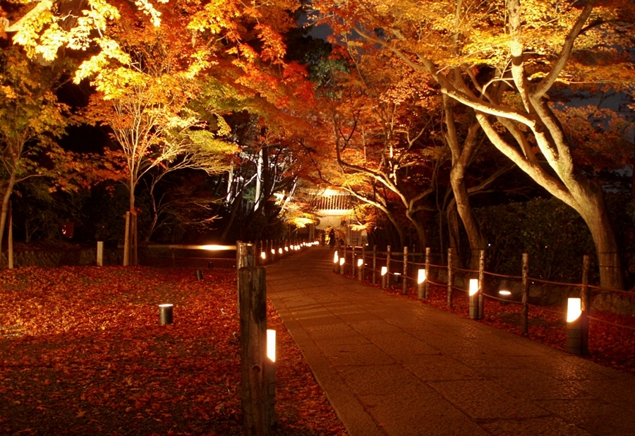 京都 光明寺　紅葉