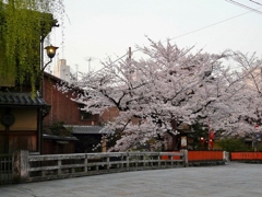 京都 祇園　桜