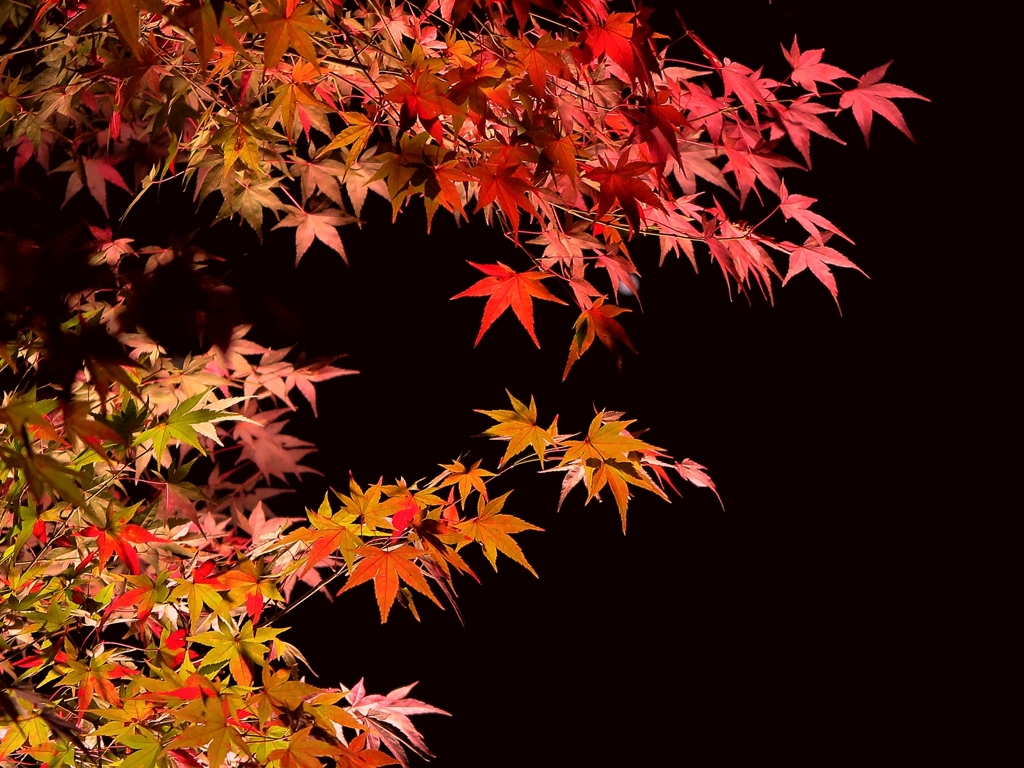 京都 夜楓