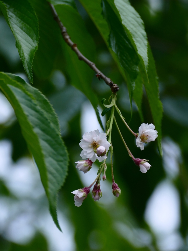 京都 祇園白川 季節はずれの桜